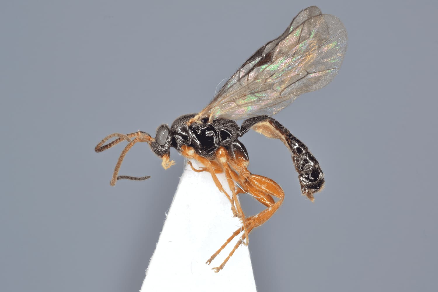 Default image